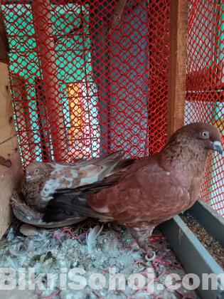 ৩ জোড়া কবুতর ঘরসহ বিক্রয় করা হবে